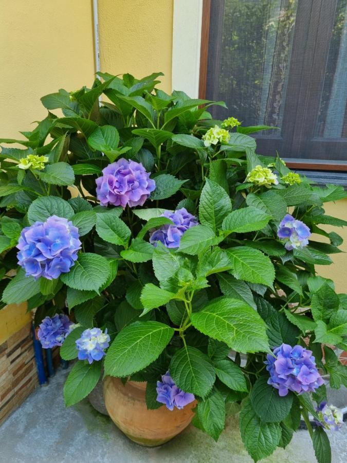 Il Ruscello Bed & Breakfast Maratea Exterior foto